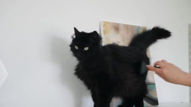 Tanımlanamayan Kadın Fırçayla Kara Kedi Kavgası