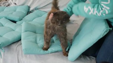 Komik Portre Kibirli Kabarık Kedi Evde Rahatlayan Ev Kedisi. 