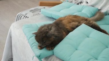 Komik Portre Kibirli Kabarık Kedi Evde Rahatlayan Ev Kedisi. 