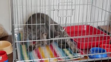 Hayvan barınağında kafesteki evsiz kedi.