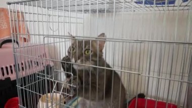 Hayvan barınağında kafesteki evsiz kedi.