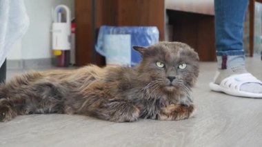 Komik Portre Kibirli Kabarık Kedi Evde Rahatlayan Ev Kedisi. 