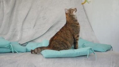 Küçük Kedi Renkli Tüylerle Oynuyor