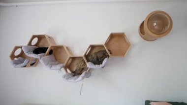Tekir kedi yavrusu evdeki aydınlık odada, beyaz duvarda, modern bir ahşap kedi evinde yatıyor..