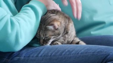 Evde Kız Elleri Okuyan Kedi. Odada Sevimli Bir Kedi Tutan Genç Kız.