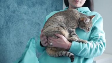 Evde Kız Elleri Okuyan Kedi. Odada Sevimli Bir Kedi Tutan Genç Kız.