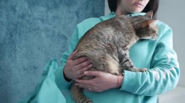 Evde Kız Elleri Okuyan Kedi. Odada Sevimli Bir Kedi Tutan Genç Kız.