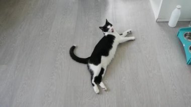 Şirin siyah beyaz kedi esniyor ve yerde yatıyor.