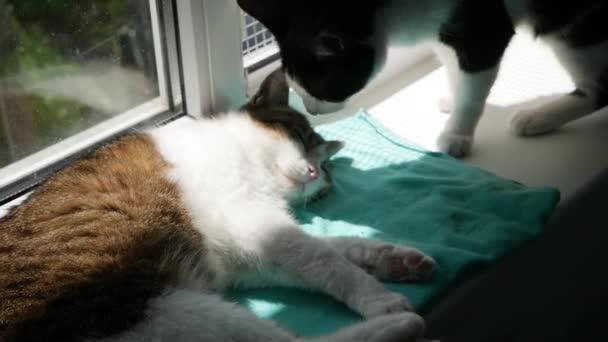 太陽の光に照らされた窓の上に横たわる猫 — ストック動画