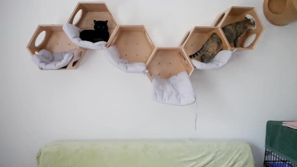 Tabby Kitten Układa Się Nowoczesnym Drewnianym Domu Kota Białej Ścianie — Wideo stockowe