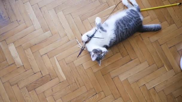 Pequeño Gato Está Jugando Con Juguete Con Plumas Coloridas — Vídeo de stock