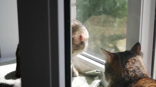 Chat Allongé Sur Une Fenêtre Sill Dans Lumière Soleil — Video