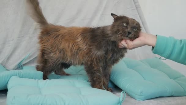 面白いポートレート傲慢なシャギー猫国内タブ猫は自宅でリラックス — ストック動画