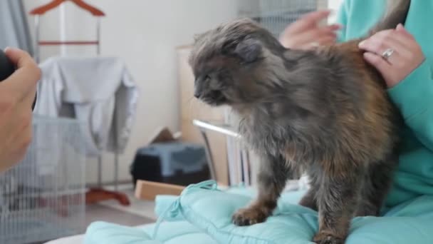 Lustiges Porträt Arrogante Zottelige Katze Domestic Tabby Cat Entspannen Hause — Stockvideo