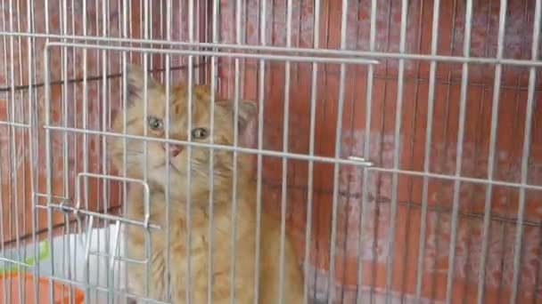 動物保護施設の檻の中のホームレス猫 — ストック動画