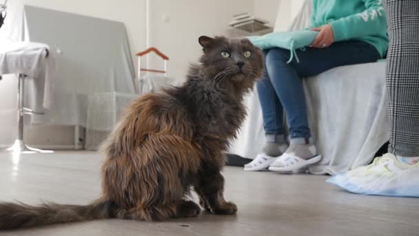 面白いポートレート傲慢なシャギー猫国内タブ猫は自宅でリラックス — ストック動画