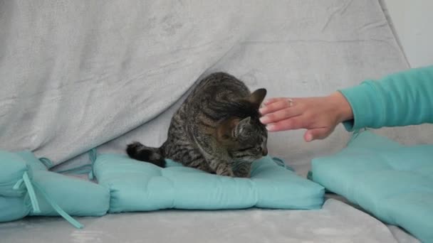 女の子の手は自宅で猫を撫でて — ストック動画