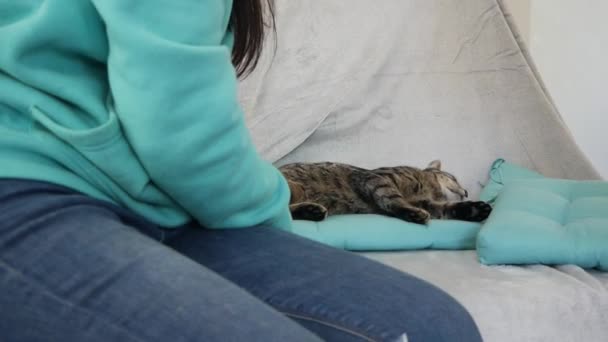 女孩的爱抚猫在家里 — 图库视频影像