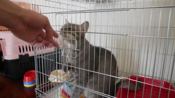 Hayvan Barınağında Kafesteki Evsiz Kedi — Stok video