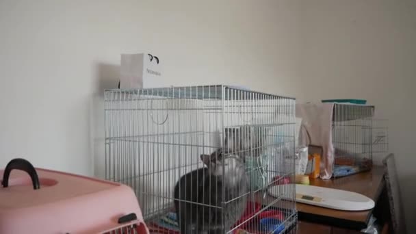 Бездомный Кот Клетке Приюте Животных — стоковое видео