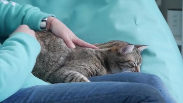 Mano Della Ragazza Accarezzando Gatto Casa Giovane Ragazza Holding Carino — Video Stock