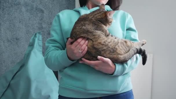 Mädchen Streicheln Katze Hause Jung Mädchen Holding Ein Süß Cat — Stockvideo