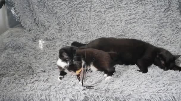 Liten Katt Leker Med Leksak Med Färgglada Fjädrar — Stockvideo