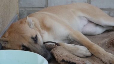 Köpek ne yazık ki kapının yanında oturuyor. Barınaktaki evsiz köpek