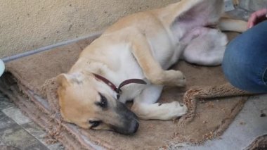 Köpek ne yazık ki kapının yanında oturuyor. Barınaktaki evsiz köpek