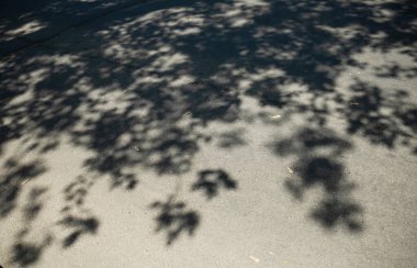 Ağaç dallarının gölgesiyle asfalt yüzeyi