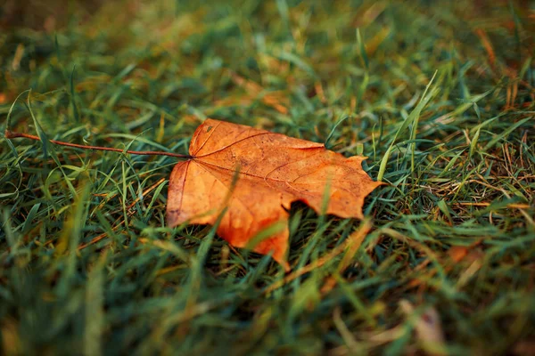 Frunza Arțar Galben Află Iarbă Verde — Fotografie, imagine de stoc