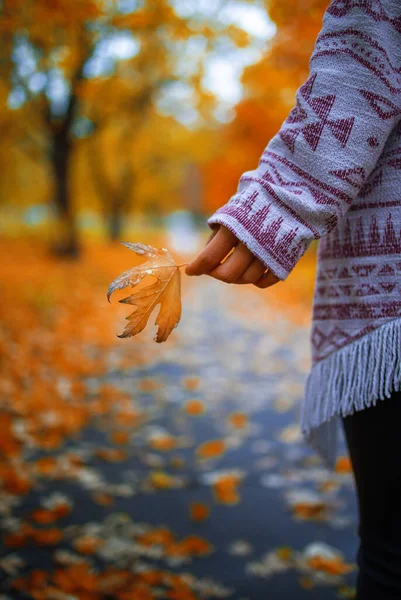 Autumn Leaves Girl Hands Sfondo Autunnale — Foto Stock
