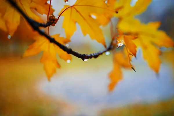 아름다운 단풍나무 배경을 이룬다 — 스톡 사진