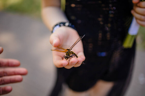 Стрекоза на женской руке. Насекомое на ладони человека в солнечный день