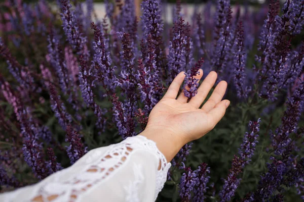 Woman Hand Touching Lavender Feeling Nature — Stock Photo, Image