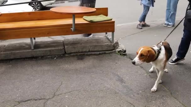 Dog Leash Walk City Street Owner — 图库视频影像