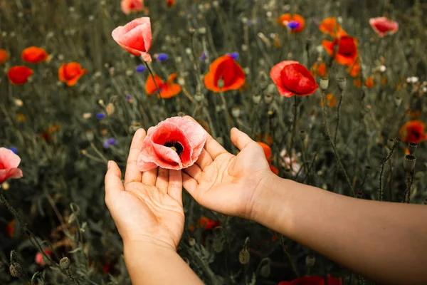 Giovane Donna Che Tocca Papaveri Campo Vista Ritagliata Della Mano — Foto Stock