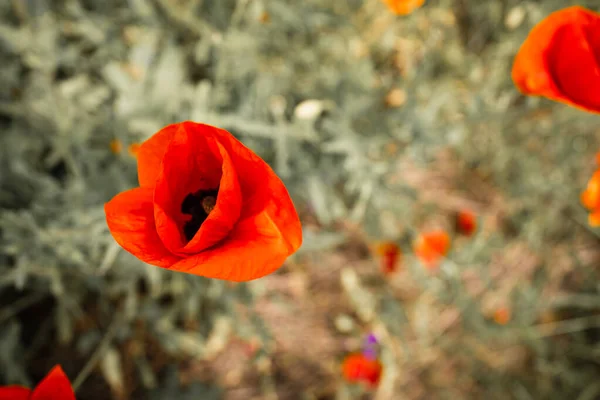 美丽的红花 美丽的绿色背景上的罂粟 — 图库照片