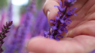 Yaz Bahçesinde Lavanta Çiçeklerine Dokunmak.