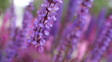 Yaz Bahçesinde Lavanta Çiçeklerine Dokunmak.