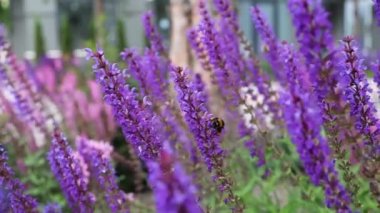 Lavanta çiçeği tarlasında bal arısı