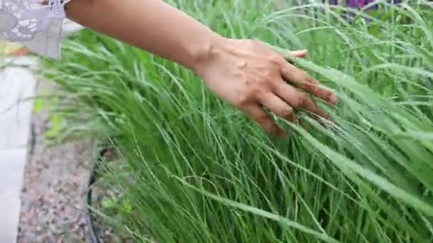 Hand Streicht Über Das Hohe Grüne Gras — Stockvideo