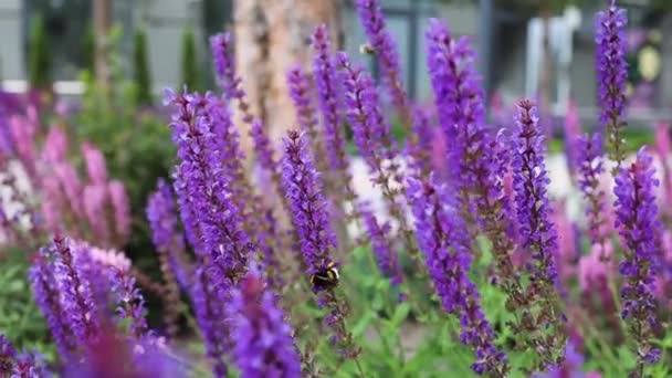 Honungsbin Ett Fält Lavendel Blommor — Stockvideo