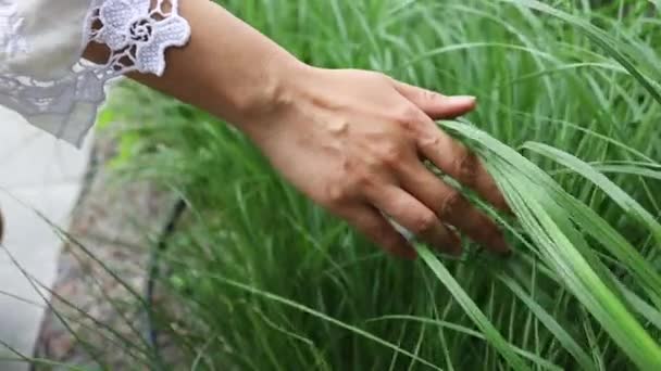 Hand Strijkt Het Lange Groene Gras — Stockvideo