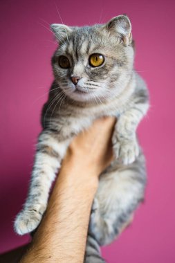 El ele tutuşan Bebek Kedi. Pembe Arkaplanda Sarı Gözlü İskoç Katlaması.