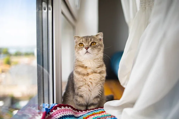 Kleine Reinrassige Schottische Katze Langweilt Sich Auf Der Fensterbank Fenster — Stockfoto