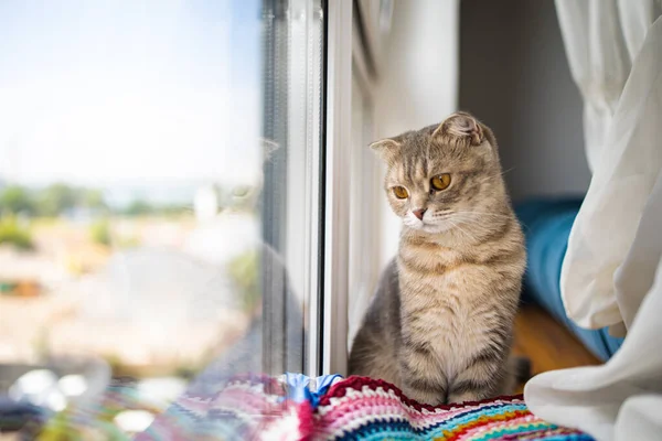 Kleine Reinrassige Schottische Katze Langweilt Sich Auf Der Fensterbank Fenster — Stockfoto