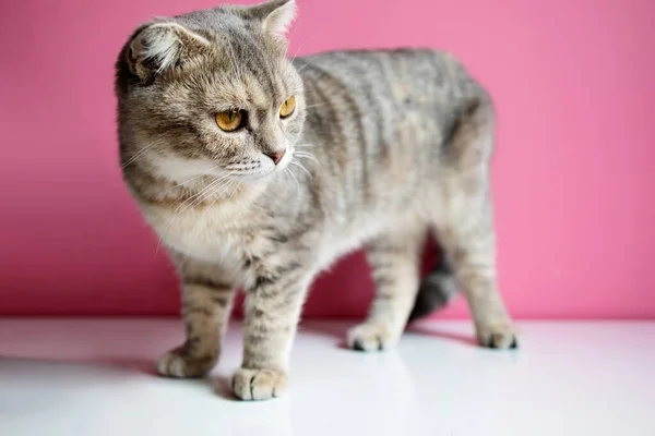 Retrato Hermoso Gato Con Una Cara Linda Sobre Fondo Rosa — Foto de Stock