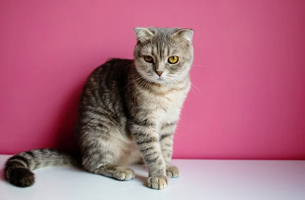 赤ちゃん猫の肖像画 スコットランドはピンクの背景に黄色の目で折ります — ストック写真