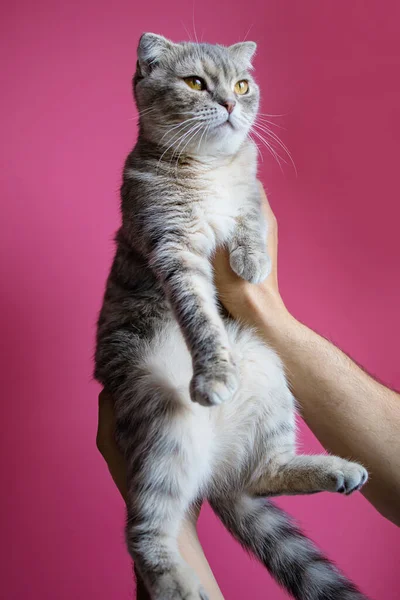 Bebek Kedi Portresi Skoç Katlaması Pembe Arkaplanda Sarı Gözler — Stok fotoğraf